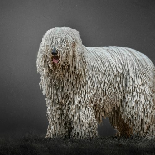 Komondor Komondor