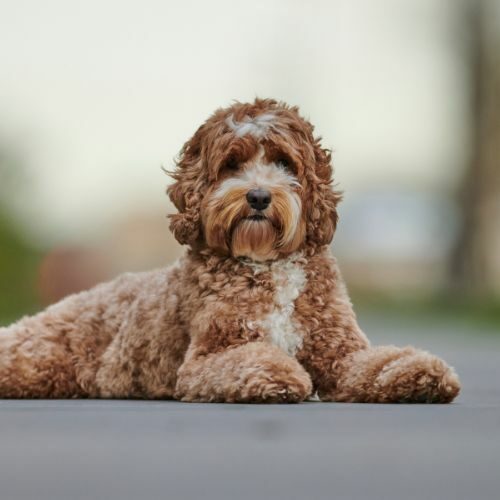 Labradoodle Labradoodle