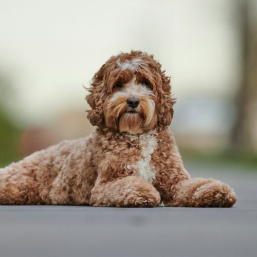 Labradoodle