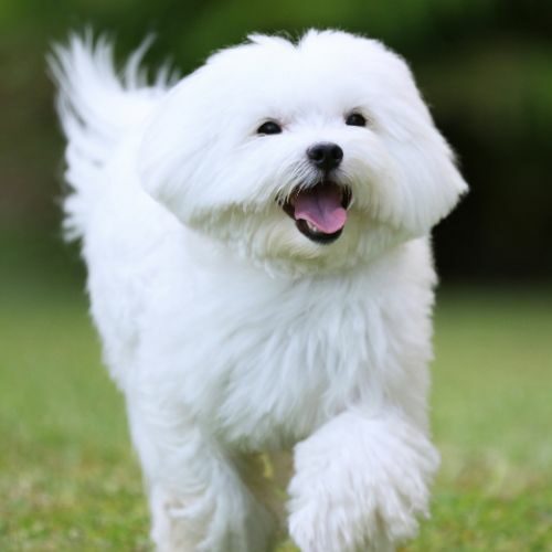 Maltese Maltese