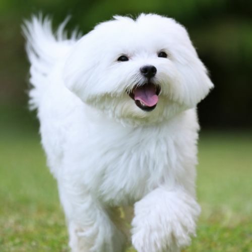 Maltese