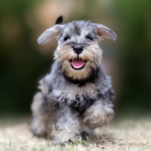 Miniature Schnauzer Miniature Schnauzer