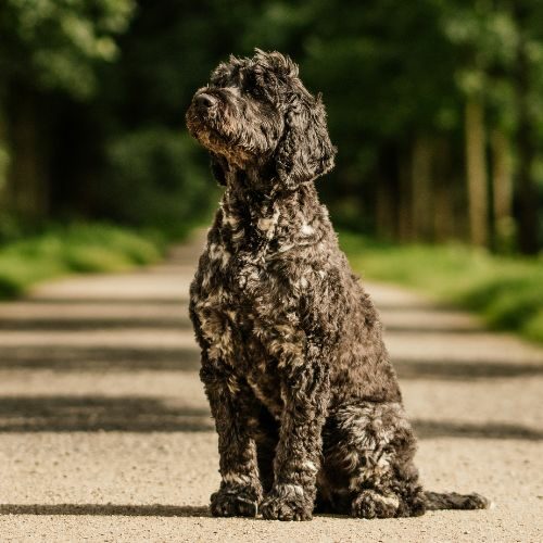 Portuguese Water Dog Portuguese Water Dog