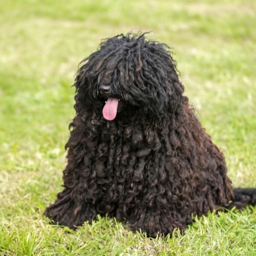 Puli Puli