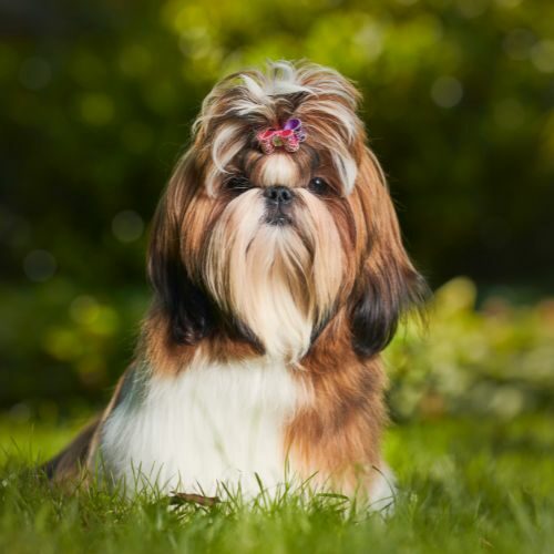 Shih Tzu Shih Tzu