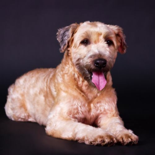 Soft Coated Wheaten Terrier