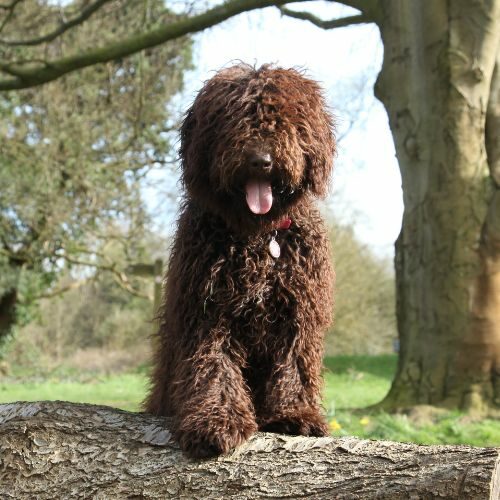 Spanish Water Dog Spanish Water Dog