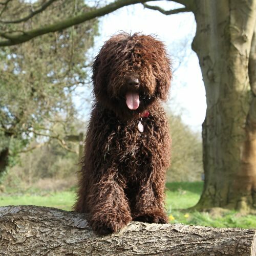 Spanish Water Dog