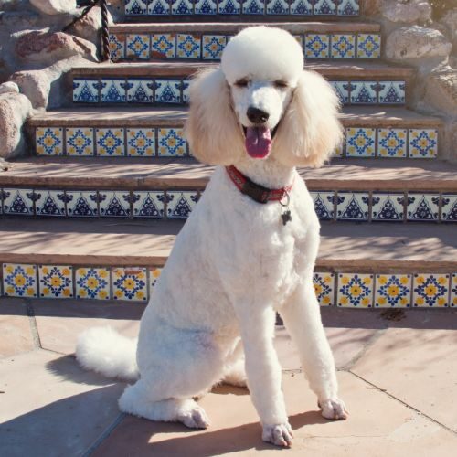 Standard Poodle Standard Poodle