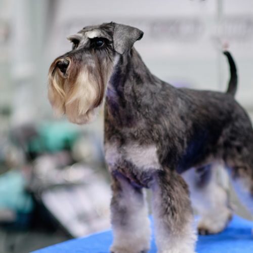 Standard Schnauzer Standard Schnauzer