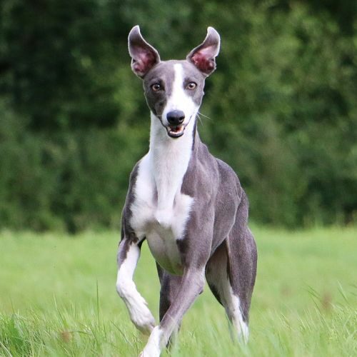Whippet Whippet